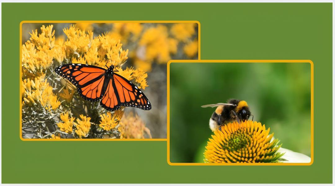 Why Saving Bees and Butterflies Starts in Your Own Backyard